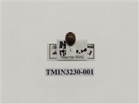 藏品(隱斑瓢蟲)的圖片